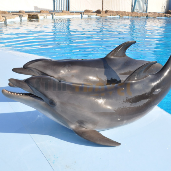 dolphin-show-hurghada-stm-travel