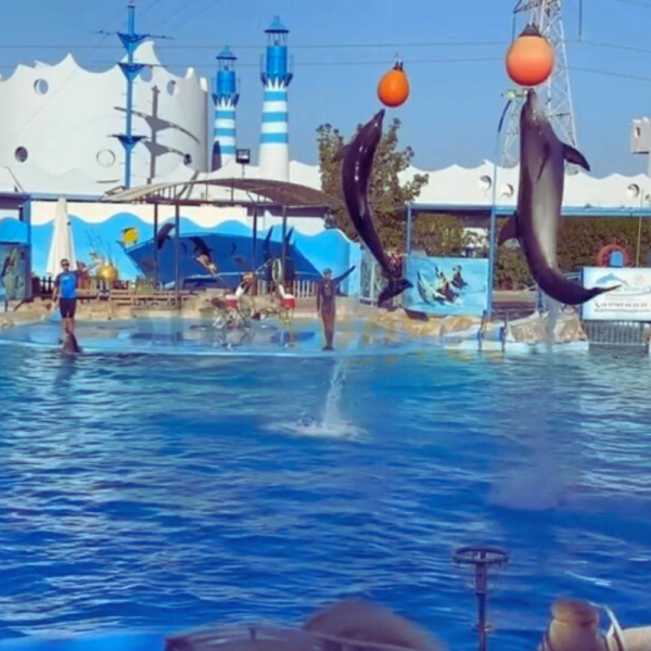 dolphin-show-hurghada-stm-travel