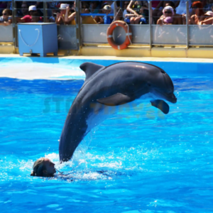 dolphin-show-hurghada-stm-travel